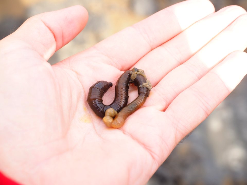 Finger Hand Invertebrate