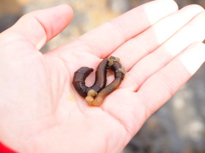 Finger Hand Invertebrate