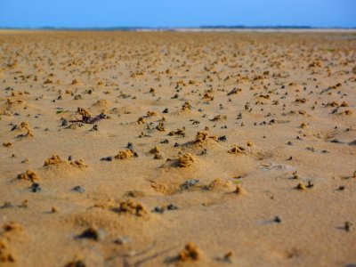Ecosystem Ecoregion Sand Steppe photo