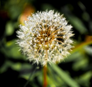 Flora Flower Close Up Dandelion