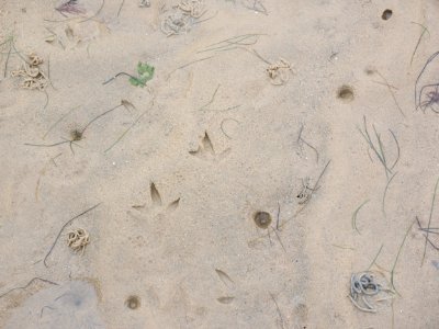 Texture Sand
