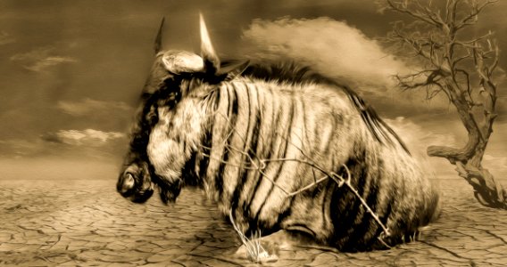 Horse Horse Like Mammal Mane Black And White