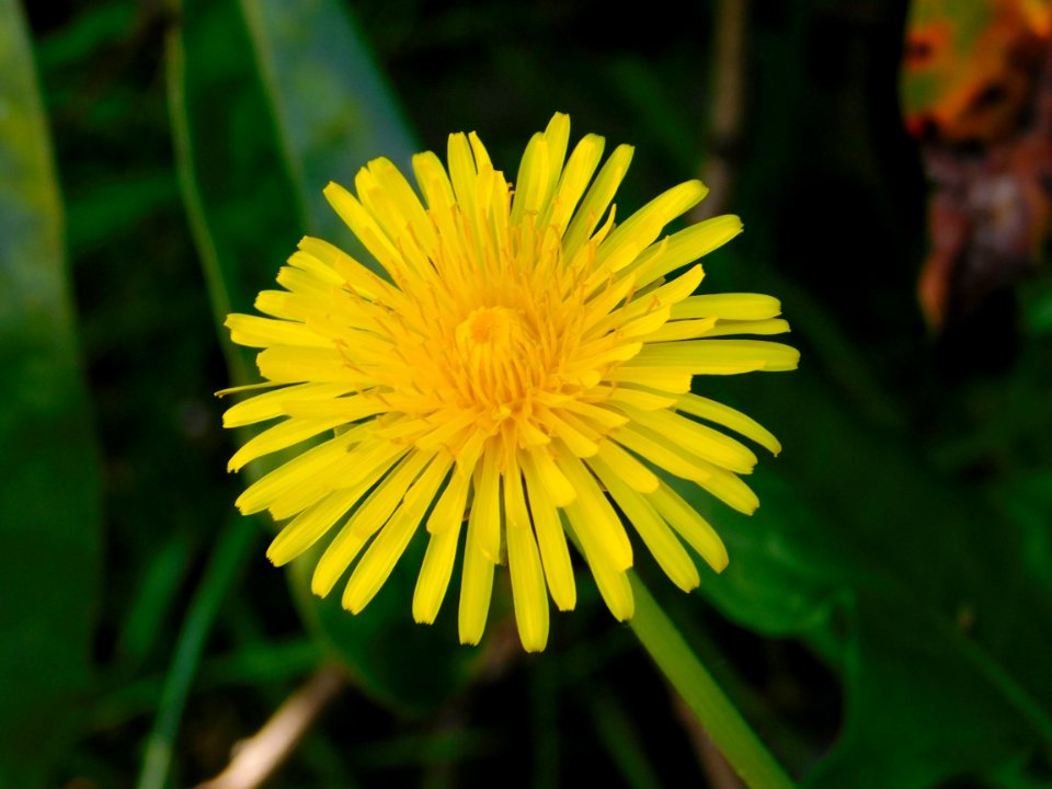 Flower Yellow Dandelion Flora