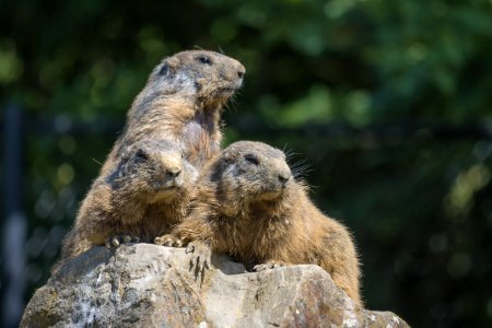 Marmot Mammal Fauna Squirrel photo