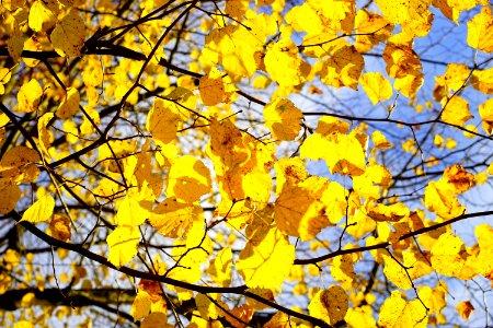 Yellow Branch Tree Leaf photo