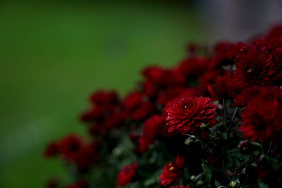Flower Flowering Plant Chrysanths Petal