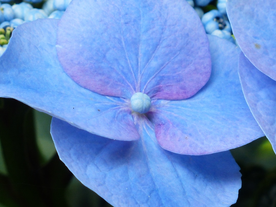 Bloom blue greenhouse hydrangea