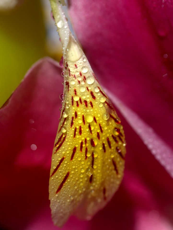 Macro Photography Flower Close Up Flora