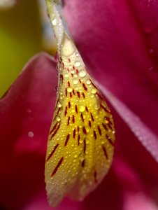 Macro Photography Flower Close Up Flora photo