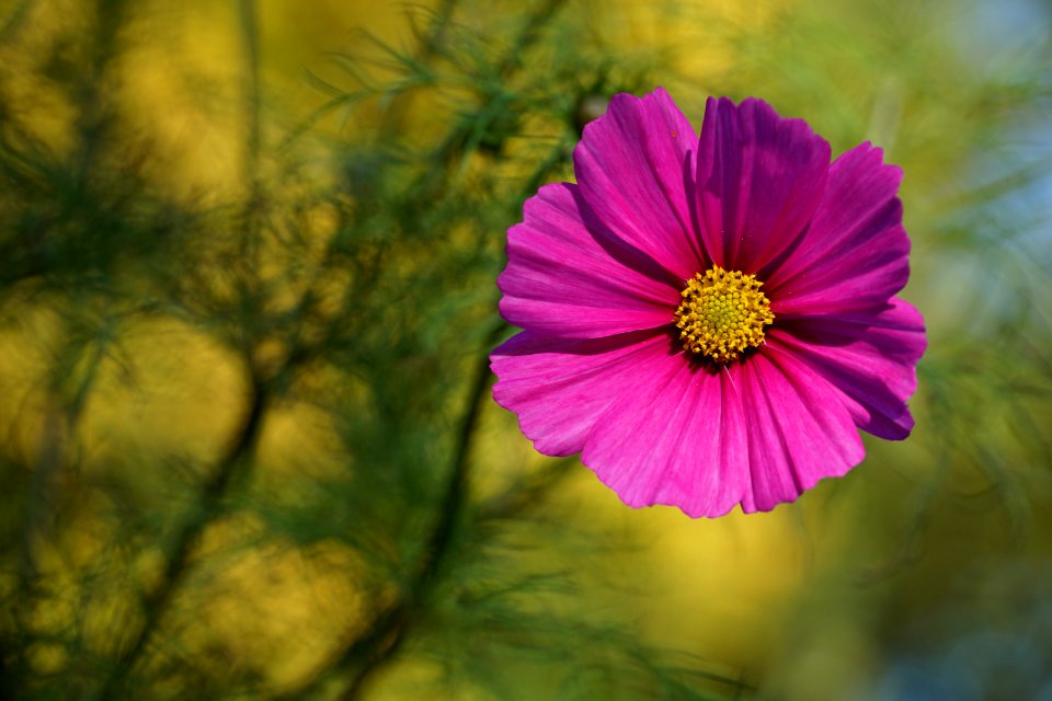 Flower Flora Garden Cosmos Yellow