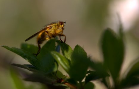 Insect Pest Membrane Winged Insect Invertebrate