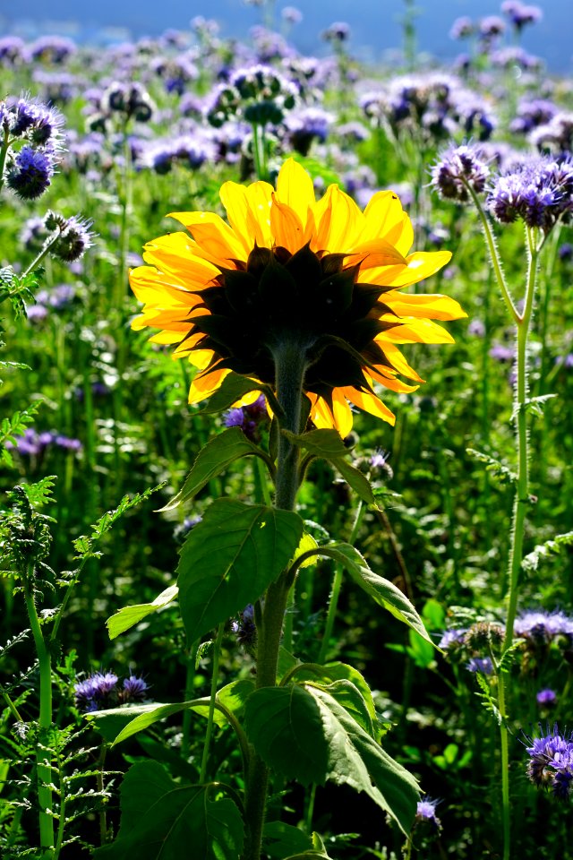 Flower Plant Wildflower Flowering Plant