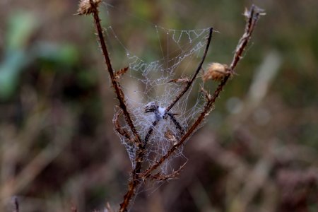 Spider Web Spider Invertebrate Arachnid