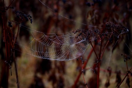 Spider Web Arachnid Wildlife Spider photo