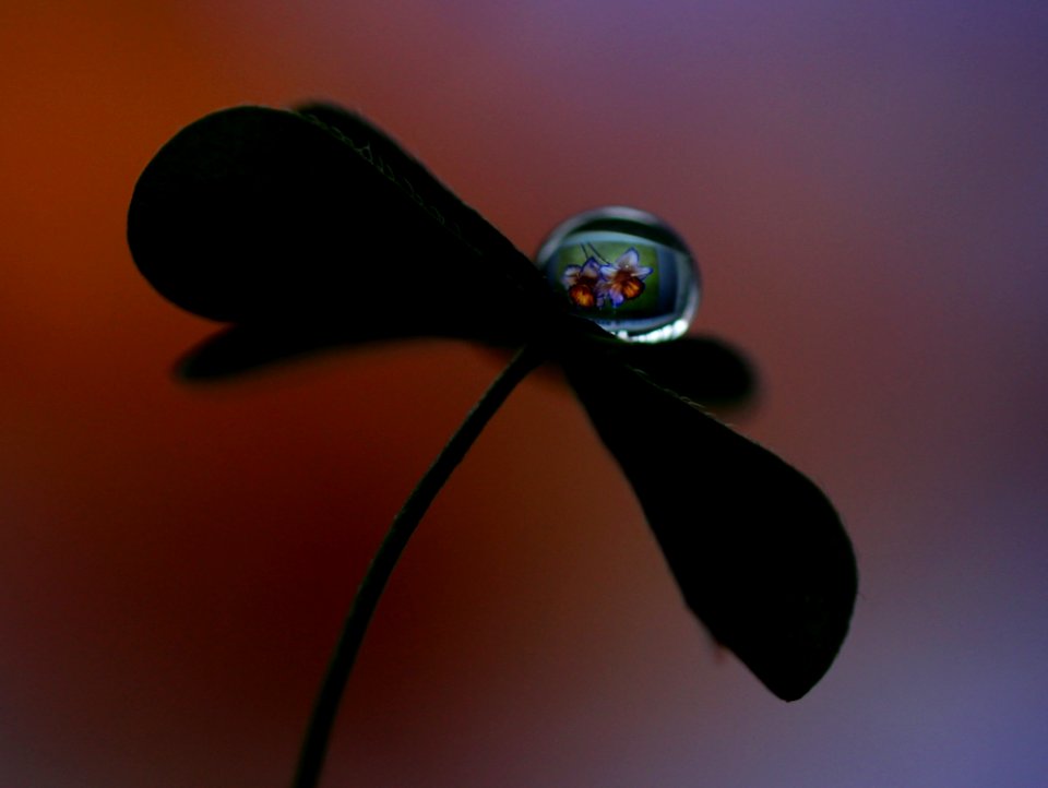 Close Up Macro Photography Insect