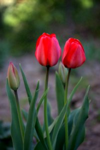 Flower Tulip Plant Bud photo