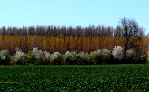 Ecosystem Field Tree Vegetation