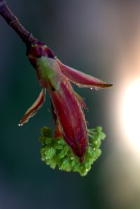 Insect Macro Photography Close Up Bud photo