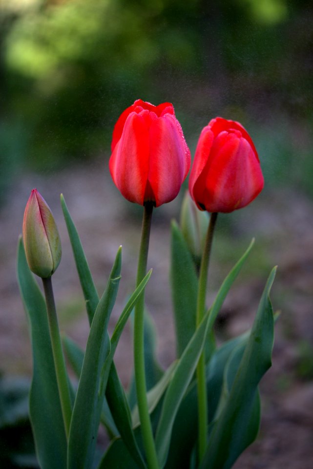 Flower Tulip Plant Bud
