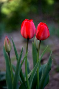 Flower Tulip Plant Bud