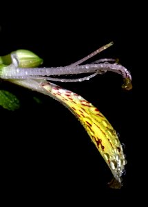 Macro Photography Organism Insect Plant Stem