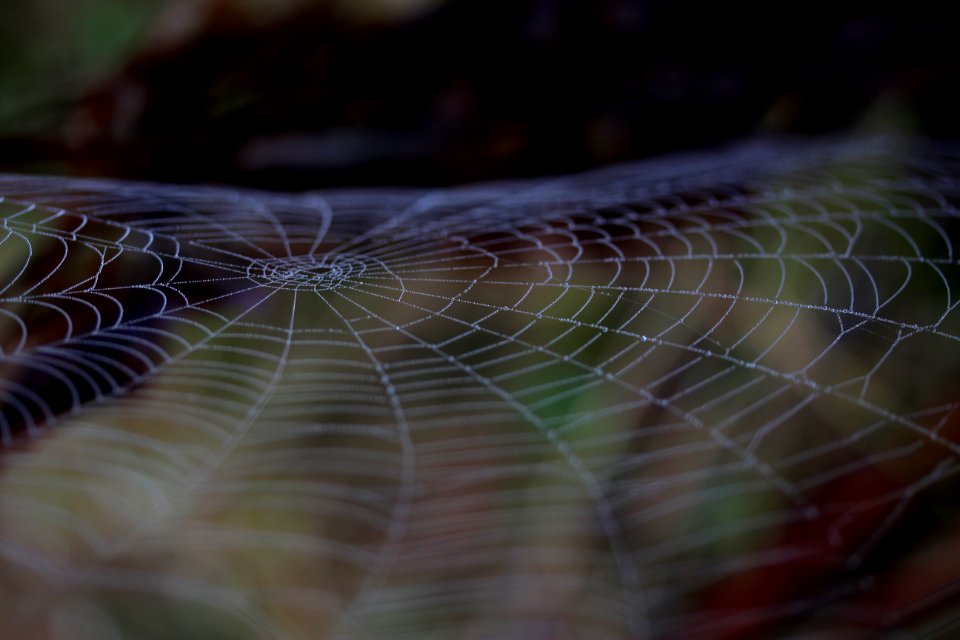 Spider Web Macro Photography Close Up Invertebrate