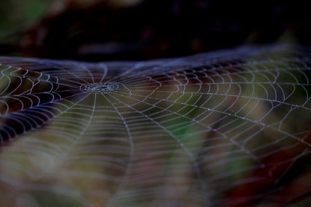 Spider Web Macro Photography Close Up Invertebrate photo