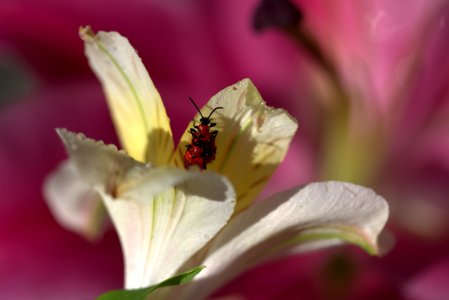 Flower Flora Pollen Petal