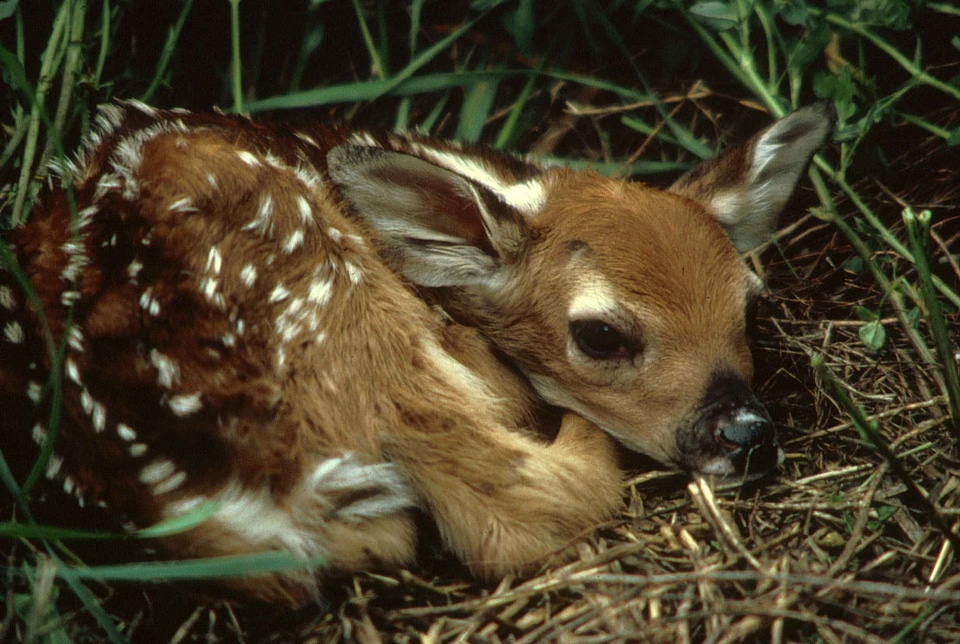 Young grass white tailed