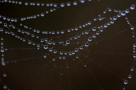 Spider Web Water Moisture Dew