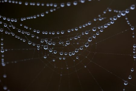 Spider Web Water Moisture Dew photo