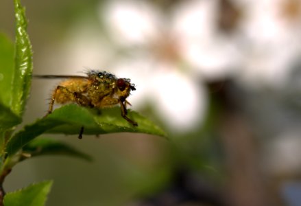 Insect Fauna Macro Photography Close Up