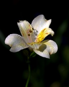 Flower Flora Plant Wildflower photo