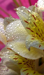 Flower Yellow Flora Petal