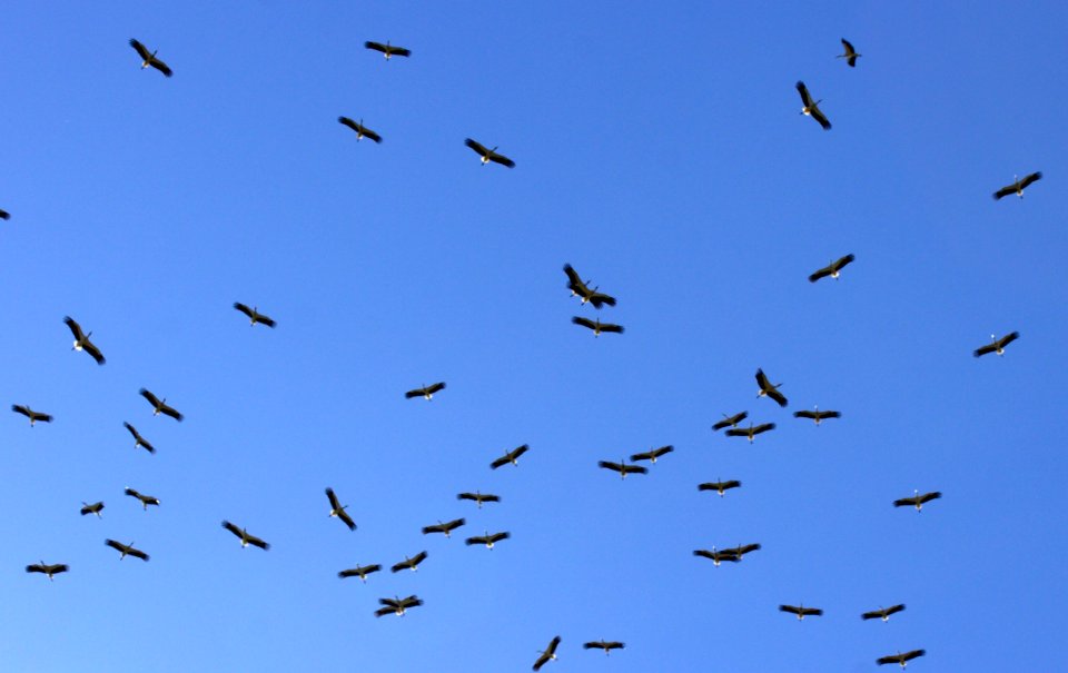 Sky Flock Bird Migration Bird