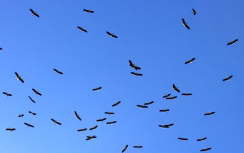 Sky Flock Bird Migration Bird photo