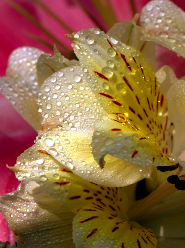 Flower Yellow Flora Close Up