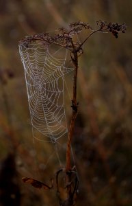 Spider Web Arachnid Spider Branch photo