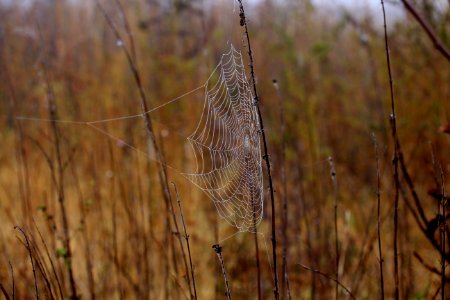 Spider Web Wildlife Grass Family Grass