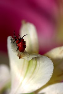 Insect Flower Macro Photography Flora