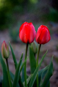 Flower Tulip Plant Bud