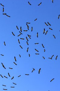 Sky Flock Bird Migration Bird photo
