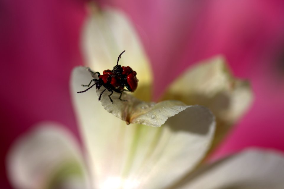 Insect Flower Nectar Macro Photography