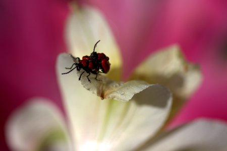 Insect Flower Nectar Macro Photography photo