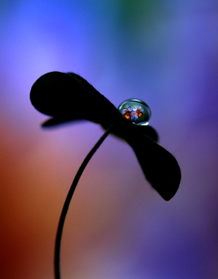 Water Dew Macro Photography Moisture