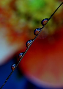 Water Dew Drop Macro Photography