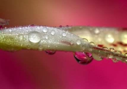 Water Pink Dew Macro Photography photo
