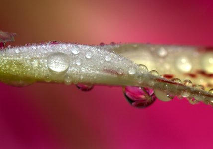 Water Pink Dew Macro Photography