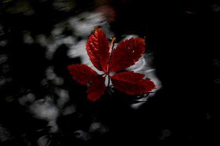 Red Leaf Flora Black And White