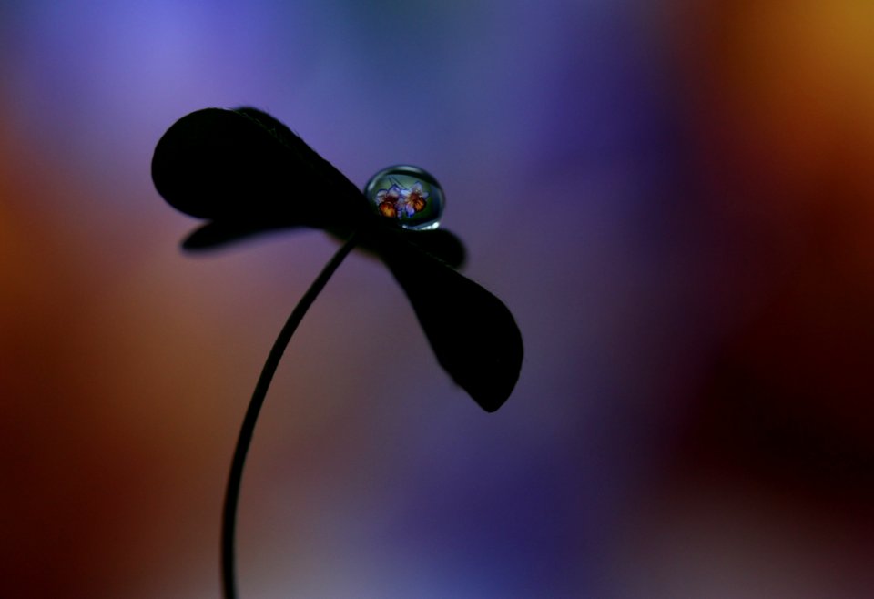 Water Macro Photography Close Up Moisture